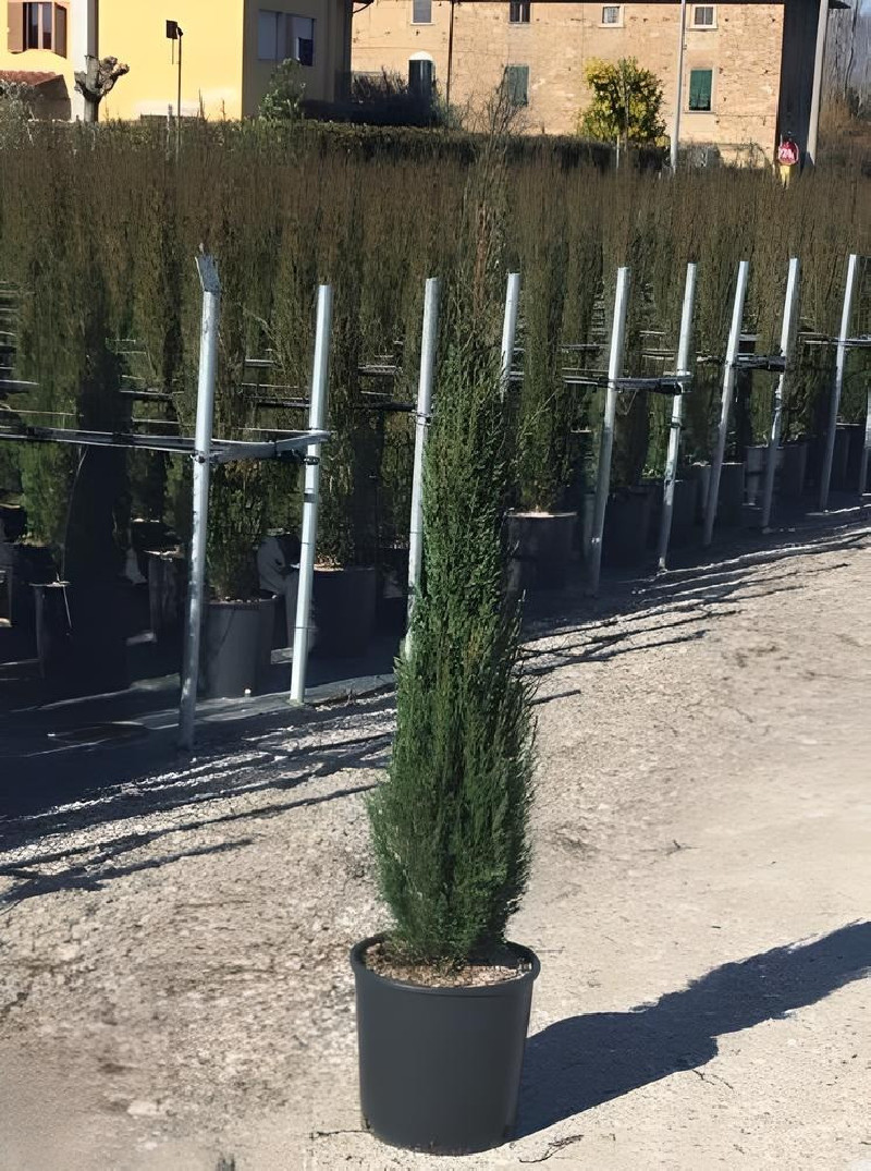 CUPRESSUS sempervirens STRICTA (Cyprès d'Italie)