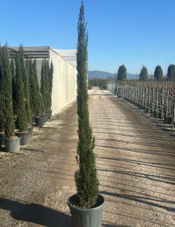 CUPRESSUS sempervirens STRICTA (Cyprès d'Italie)