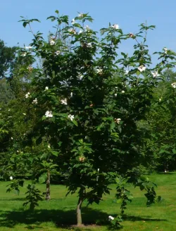 magnolia-wiesneri-arbre-ornement.jpg