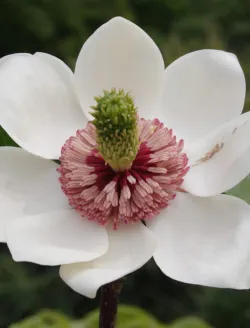 magnolia-wiesneri-floraison.jpg