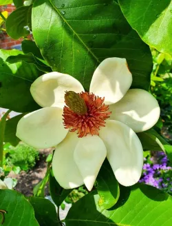 magnolia-wiesneri-fleurs.jpg