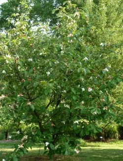 magnolia-wiesneri-jardin.jpg