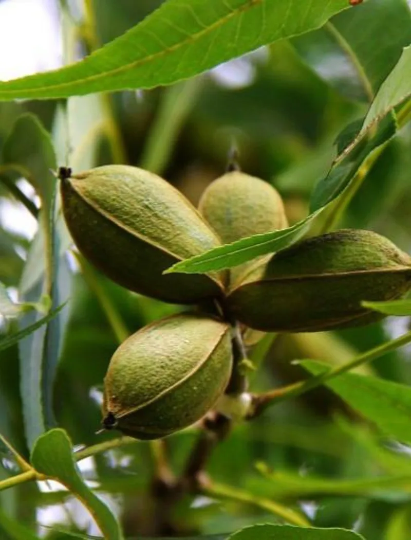 carya-illinoinensis.jpg