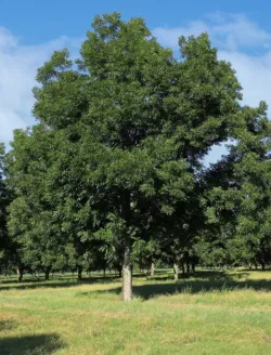 carya-illinoinensis-pacanier.jpg