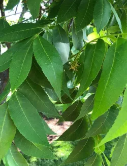 carya-illinoinensis-feuillage.jpg