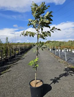 noyer-pecan-jardin.jpg