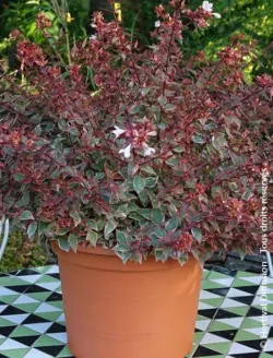 abelia-grandiflora-psychedelik-1.jpg