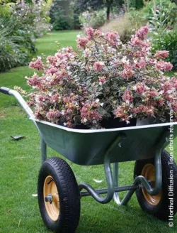 abelia-grandiflora-psychedelik.jpg