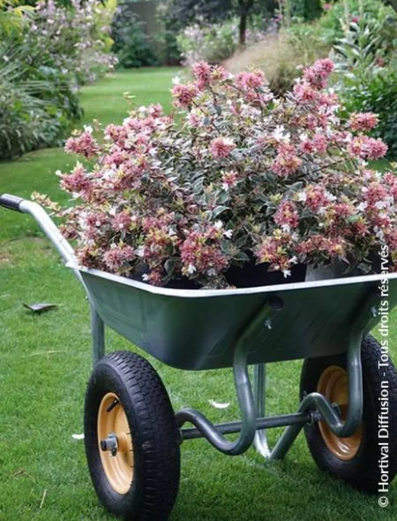 abelia-grandiflora-psychedelik.jpg