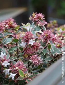 abelia-grandiflora-psychedelik-2.jpg