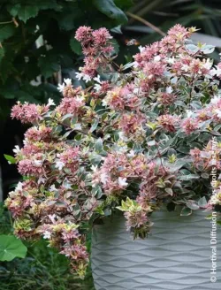 abelia-grandiflora-psychedelik-3.jpg