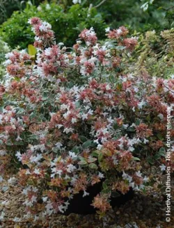 abelia-grandiflora-psychedelik-4.jpg