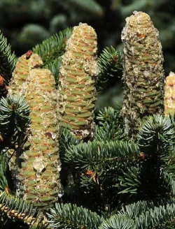 abies-cephalonica-1.jpg