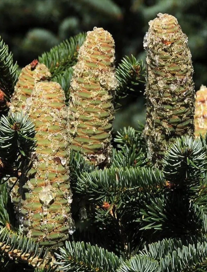 abies-cephalonica-1.jpg