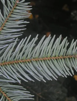 abies-cephalonica-3.jpg