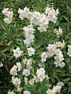 carpenteria-californica-1.jpg