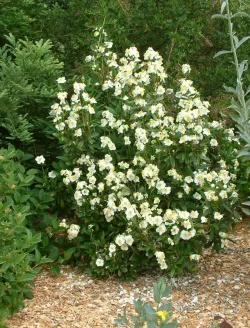 carpenteria-californica-2.jpg