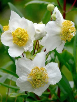 carpenteria-californica.jpg