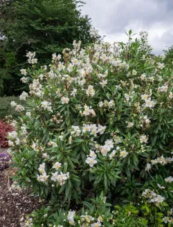 carpenteria-californica-3.jpg