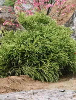 cryptomeria-japonica-little-champion-2.jpg