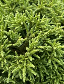 cryptomeria-japonica-little-champion-1.jpg