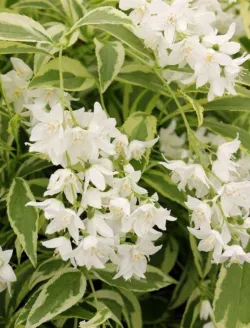 deutzia-gracilis-variegata.jpg