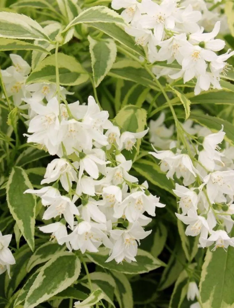 deutzia-gracilis-variegata.jpg