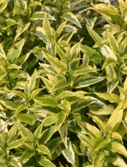 deutzia-gracilis-variegata-1.jpg
