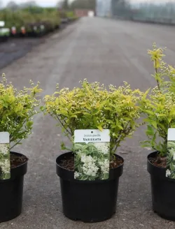 deutzia-gracilis-variegata-2.jpg