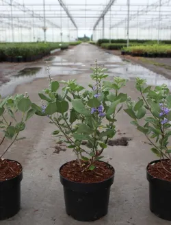 vitex-chicagoland-blues-gattilier-hybride-1.jpg