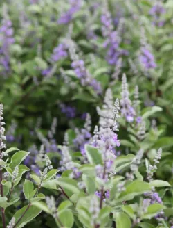 vitex-chicagoland-blues-gattilier-hybride-2.jpg