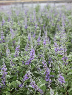vitex-chicagoland-blues-gattilier-hybride.jpg