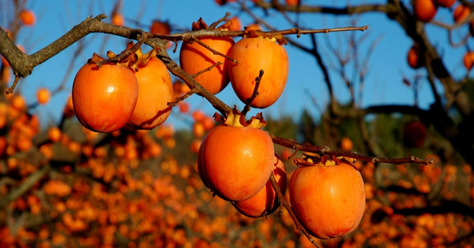 Arbre fruitier Kaki