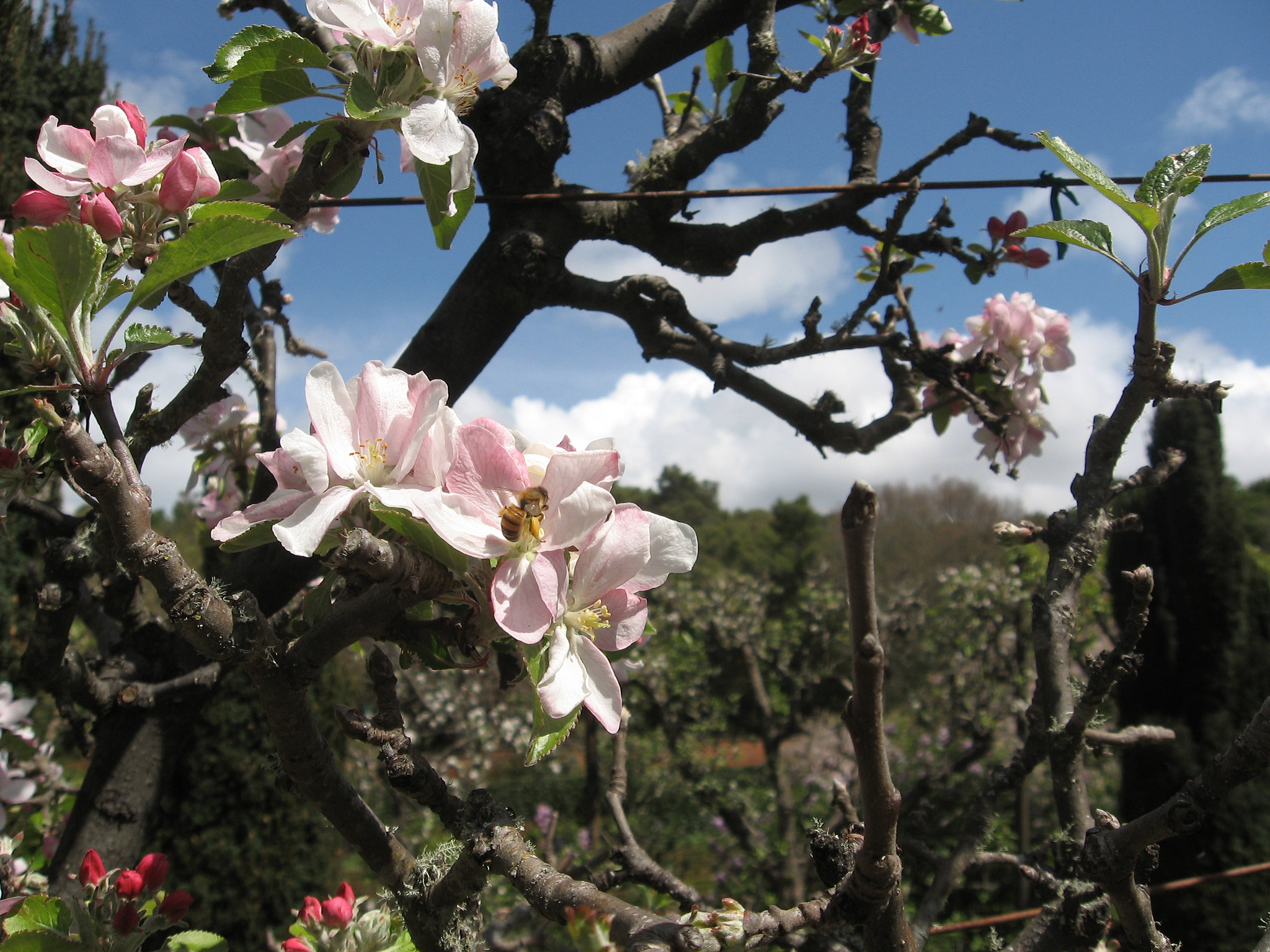 Bourgeon d'arbre fruitier