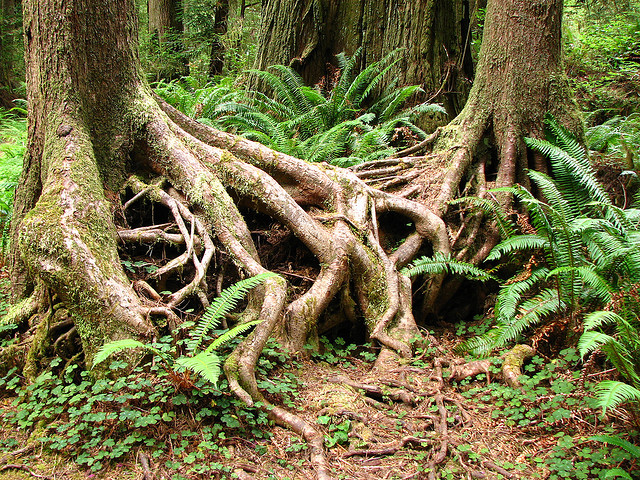 Arbre aux racines nues