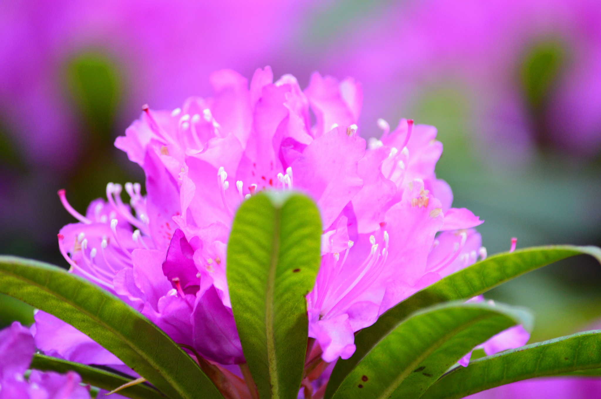 Rhododendron plante de terre de bruyère